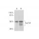 FucT-IV Antibody (A-10) - Western Blotting - Image 291985