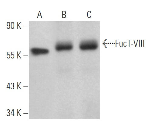 FucT-VIII Antibody (B-10) | SCBT - Santa Cruz Biotechnology