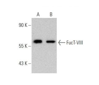 FucT-VIII Antibody (B-10) - Western Blotting - Image 346639
