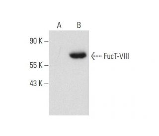 FucT-VIII (B-10): sc-271244. Western blot analysis of FucT-VIII expression in non-transfected: sc-117752 (A) and mouse Fuc