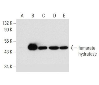 fumarate hydratase Antibody (H-6): m-IgG Fc BP-HRP Bundle