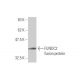 FUNDC2 Antibody (2G12) - Western Blotting - Image 350275