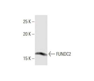 FUNDC2 Antibody (2G12) - Western Blotting - Image 352218 