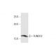 FUNDC2 Antibody (2G12) - Western Blotting - Image 352218 