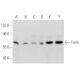 western blotting image from recommended Furin (B-6) monoclonal antibody replacement. Image 356587