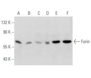 Furin Antibody (B-6) - Western Blotting - Image 356587