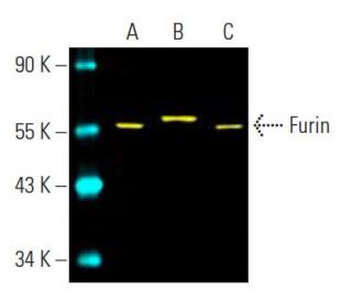 Furin Antibody (B-6) - Western Blotting - Image 396455