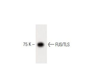 FUS/TLS Antibody (15) - Western Blotting - Image 60388