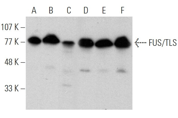 fus-tls-antibody-4h11-western-