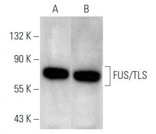 FUS/TLS Antibody (D-8) - Western Blotting - Image 354260 