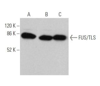 FUS/TLS Antibody (H-6) - Western Blotting - Image 361059 