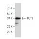 FUT2 Antibody (9T-8) - Western Blotting - Image 34116