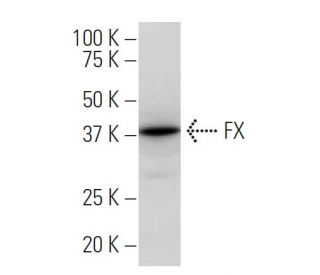 FX Antibody (43.1) - Western Blotting - Image 33905The Double Nickase Plasmid features a U6 promoter for sgRNA expression, a 20 nt targeting sequence, and a gRNA scaffold to guide Cas9n. It includes a CBh promoter for Cas9n (D10A) and puromycin resistance, GFP for transfection verification, and nuclear localization signals (NLS). The 2A peptide allows co-expression of Cas9n and Puro from a single promoter, enabling precise genome editing with reduced off-target effects.
