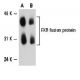 western blotting image from recommended FXR/NR1H4 (D-3) monoclonal antibody replacement. Image 6584