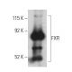FXR/NR1H4 Antibody (D-3) - Western Blotting - Image 398964 