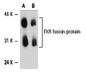 fxr-antibody-h-130-western-