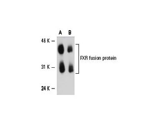 western blotting image from recommended FXR/NR1H4 (D-3) monoclonal antibody replacement. Image 6584
