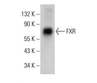 FXR/NR1H4 Antibody (D-3) - Western Blotting - Image 382261Each CRISPR/Cas9 Knockout (KO) Plasmid product consists of a pool of 3 plasmids designed to ensure identification and cleavage of a specific gene for maximum knockout efficiency. Each plasmid encodes a unique 20 nt sequence derived from the GeCKO (v2) library.