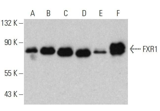 FXR1抗体 (B-2) | SCBT - Santa Cruz Biotechnology