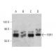 FXR1 Antibody (C-4) - Western Blotting - Image 359524