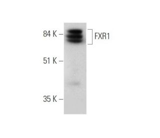 FXR1 Antibody (D-4) - Western Blotting - Image 346479 