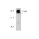 FXR1 Antibody (D-4) - Western Blotting - Image 346479 