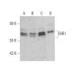 FXR1 Antibody (D-4) - Western Blotting - Image 359523 