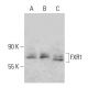 FXR1 Antibody (D-4) - Western Blotting - Image 364855