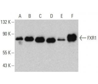 FXR1 Antibody (B-2) - Western Blotting - Image 358724