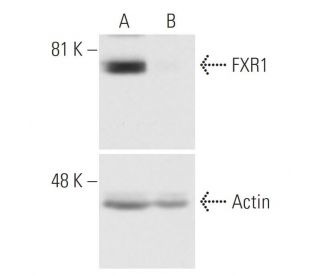 FXR1 siRNA (h): sc-35423. Western blot analysis of FXR1 expression in non-transfected control (A) and FXR1 siRNA transfect 
