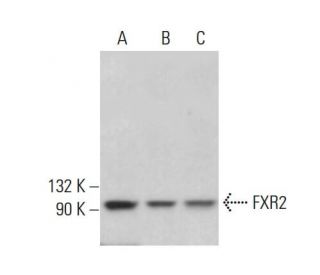 FXR2 Antibody (1G2) - Western Blotting - Image 378210 