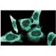 FXR2 Antibody (55) - Immunofluorescence - Image 60517
