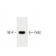 FXR2 Antibody (55) - Western Blotting - Image 60197 