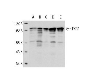 FXR2 Antibody (A42) - Western Blotting - Image 14679 