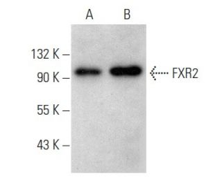 FXR2 Antibody (G-2) - Western Blotting - Image 354263 