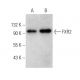 FXR2 Antibody (G-2) - Western Blotting - Image 354263 