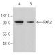FXR2 Antibody (G-2) - Western Blotting - Image 366594