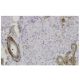 FXYD2 Antibody (ZW-5) - Immunohistochemistry - Image 35918 