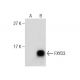 FXYD3 Antibody (A-3) - Western Blotting - Image 164266 