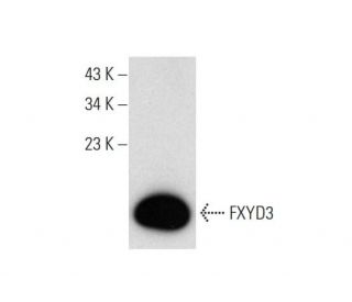 FXYD3 Antibody (A-8) | SCBT - Santa Cruz Biotechnology