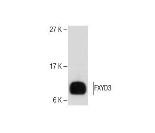 FXYD3 Antibody (A-8) | SCBT - Santa Cruz Biotechnology