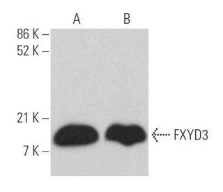 FXYD3 Antibody (A-8) - Western Blotting - Image 364254 