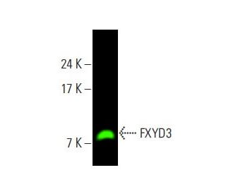 Too様確認用 FXYD3 Antibody (A-8) | SCBT - Santa Cruz Biotechnology