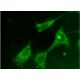 FXYD3 Antibody (B-8) - Immunofluorescence - Image 145156 