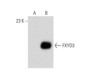 FXYD3 Antibody (B-8) | SCBT - Santa Cruz Biotechnology