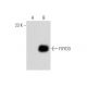 FXYD3 Antibody (B-8) - Western Blotting - Image 135246