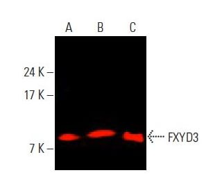 FXYD3 Antibody (A-8) - Western Blotting - Image 396036