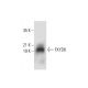 FXYD6 Antibody (E-11) - Western Blotting - Image 304497