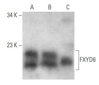 FXYD6 Antibody (E-11) | SCBT - Santa Cruz Biotechnology