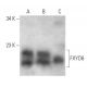 FXYD6 Antibody (E-11) - Western Blotting - Image 354262 